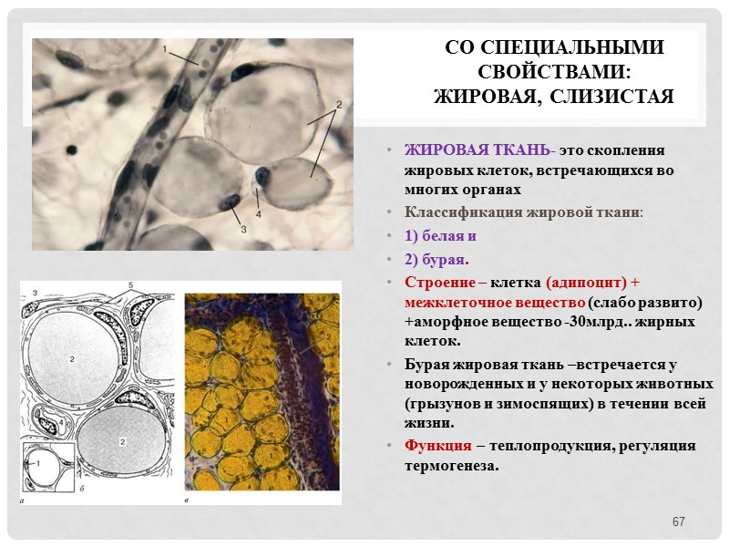 Со специальными свойствами: жировая, слизистая ЖИРОВАЯ ТКАНЬ- это скопления жировых клеток, встречающихся во многих